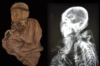 Thanks to X-rays, researchers were able to examine the burials in a non-invasive way. In the photo: the mummy of a 6-year-old child, who died as a result of a head injury, and its X-ray. Photo by Dr. Dagmara Socha.
