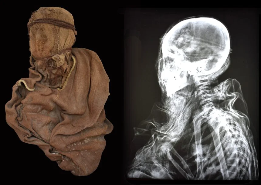 Thanks to X-rays, researchers were able to examine the burials in a non-invasive way. In the photo: the mummy of a 6-year-old child, who died as a result of a head injury, and its X-ray. Photo by Dr. Dagmara Socha.