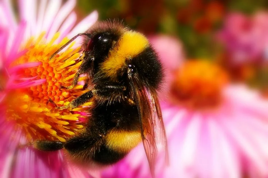 A pollinating bumblebee. Photo by Krzysztof Niewolny, Unsplash. | CC