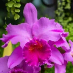 Orchids often use deception and manipulation to lure insects into pollination – but they can also reward their floral visitors.