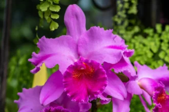 Orchids often use deception and manipulation to lure insects into pollination – but they can also reward their floral visitors.