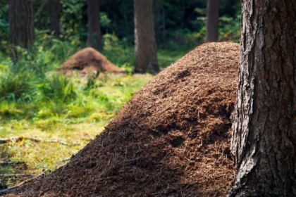 Red wood ant’s nests can form mounds up to two meters tall. These anthills can be home to over a million ants.