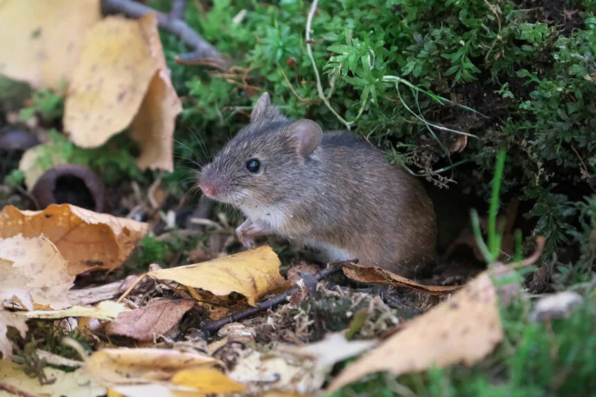 Black-striped mouse (Apodemus agrarius).