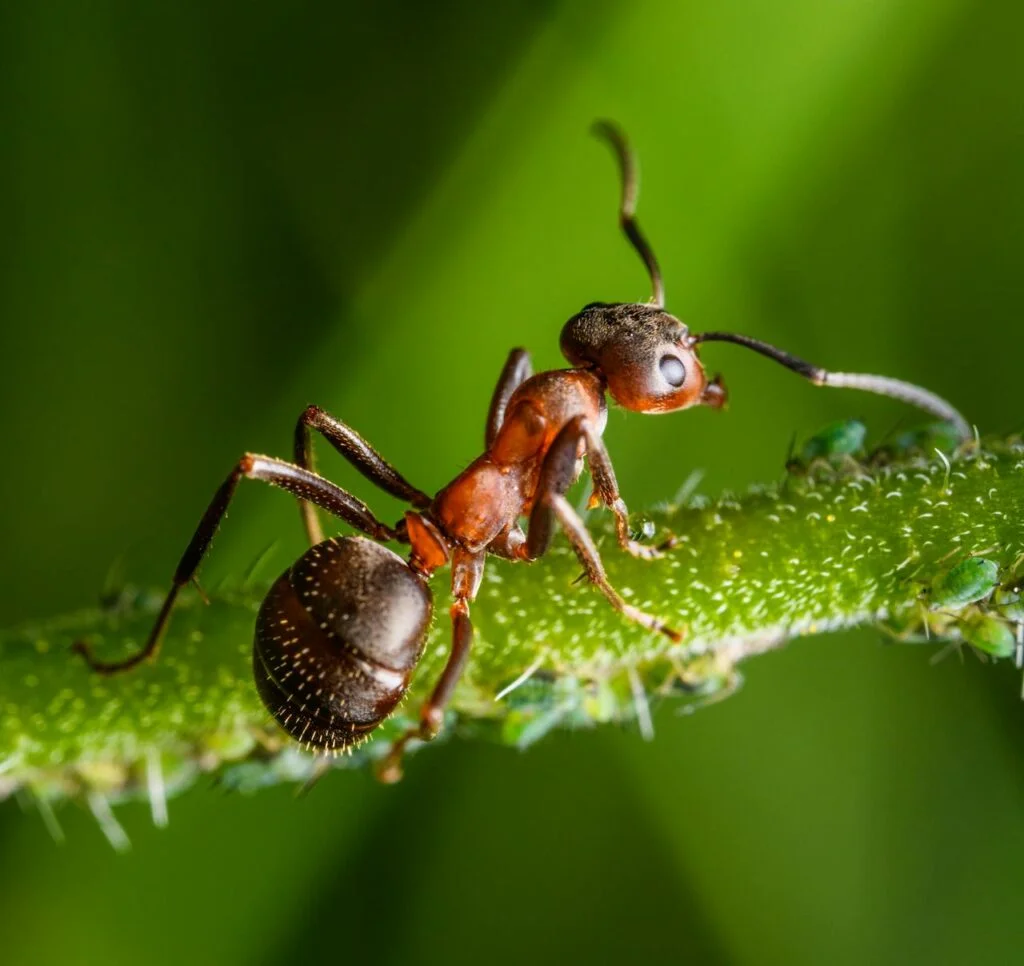 Formica polyctena.