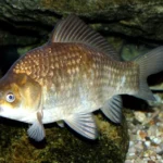 Crucian carp (Carassius carassius).