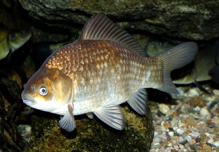 Crucian carp (Carassius carassius).