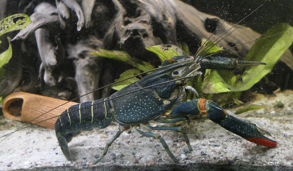 Australian redclaw crayfish (Cherax quadricarinatus). 