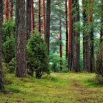 We prefer mixed forests, which contain a greater variety of tree species, over single-species deciduous or coniferous forests.