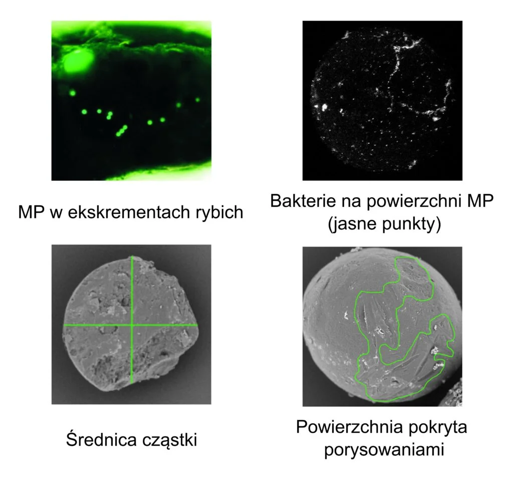 Microplastics in research.