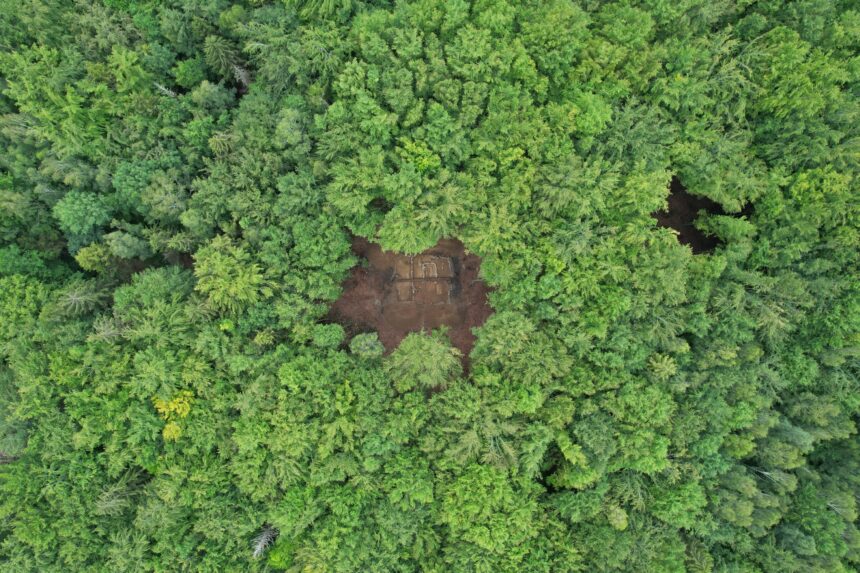Mound K8 as viewed through the treetops.