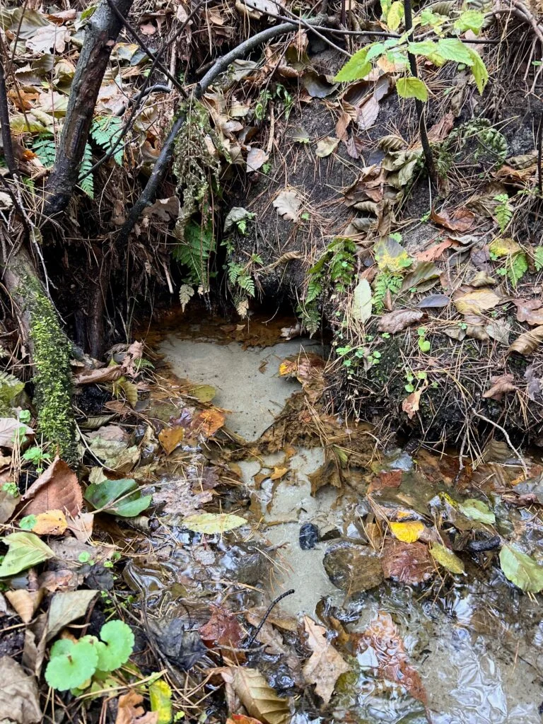 One of the springs studied near Osieck, characterized by HCO₃–Ca water hydrochemical type.