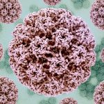 Human papillomavirus (HPV). HPV particles (pink-colored) collected from a cell culture, as seen under an electron microscope. Image taken at the NIAID Integrated Research Facility (IRF) in Fort Detrick, Maryland, USA. Photo: NIAID/Flickr