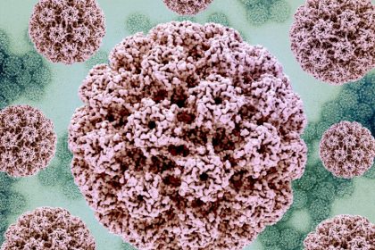 Human papillomavirus (HPV). HPV particles (pink-colored) collected from a cell culture, as seen under an electron microscope. Image taken at the NIAID Integrated Research Facility (IRF) in Fort Detrick, Maryland, USA. Photo: NIAID/Flickr