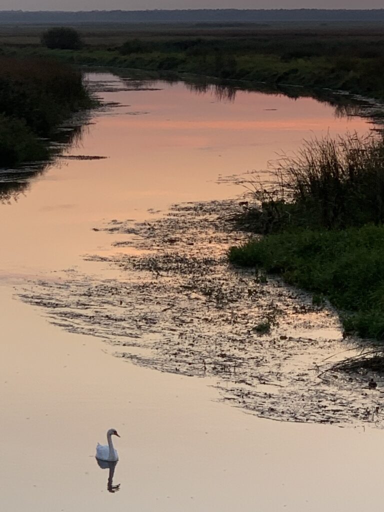 The Biebrza River, 2022. Photo by Małgorzata Owczarska