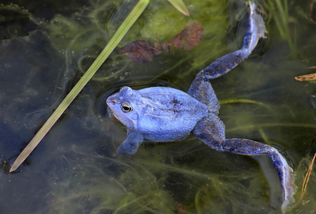 During the breeding season, male moor frogs turn blue. Photo: Christian Fischer/Wikimedia Commons
