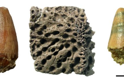 Alligator remains found: teeth from Židlochovice (left) and Pińczów (right), and an osteoderm from Szczerców (center).