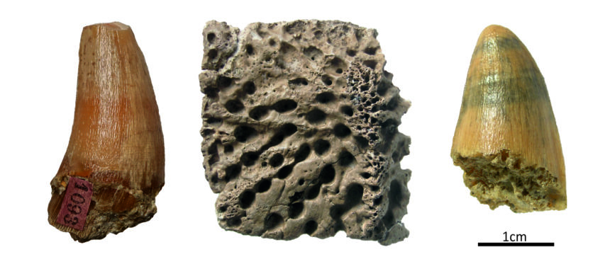 Alligator remains found: teeth from Židlochovice (left) and Pińczów (right), and an osteoderm from Szczerców (center).