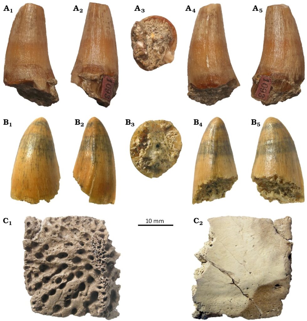 Miocene crocodile remains: A. tooth from Židlochovice (Czech Republic) B. tooth from Pińczów (Poland) C. dorsal osteoderm from the “Szczerców” mine in Poland, the northernmost Neogene crocodile described in the world.