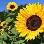 Sunflowers and math – linked by the Fibonacci spiral, a natural number pattern occurring in nature. Photo: ulleo/Pixaba