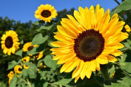 Sunflowers and math – linked by the Fibonacci spiral, a natural number pattern occurring in nature. Photo: ulleo/Pixaba
