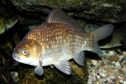 Carassius_carassius