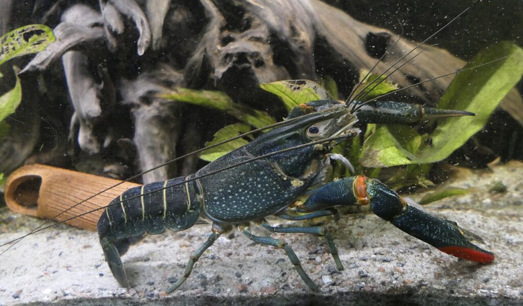 Cherax_quadricarinatu