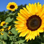 sunflower-1627193_1280