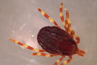 Hyalomma_marginatum