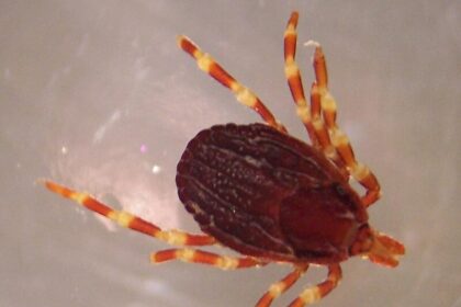Hyalomma_marginatum