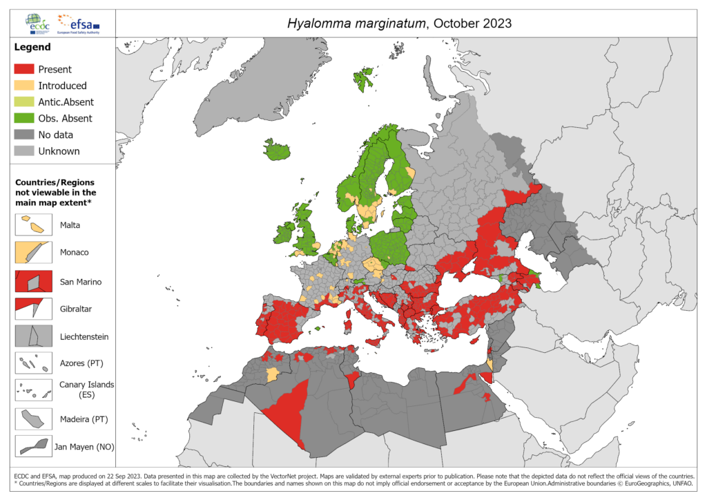 Hyalomma_marginatum_2023