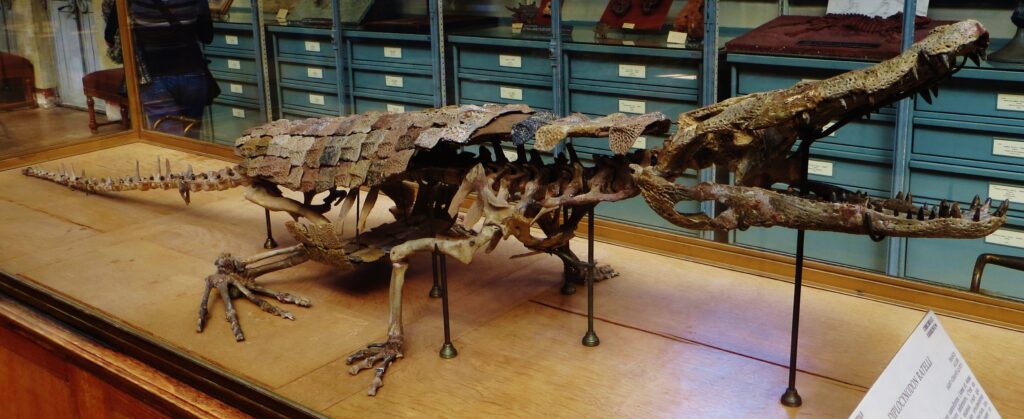 Diplocynodon_ratelii