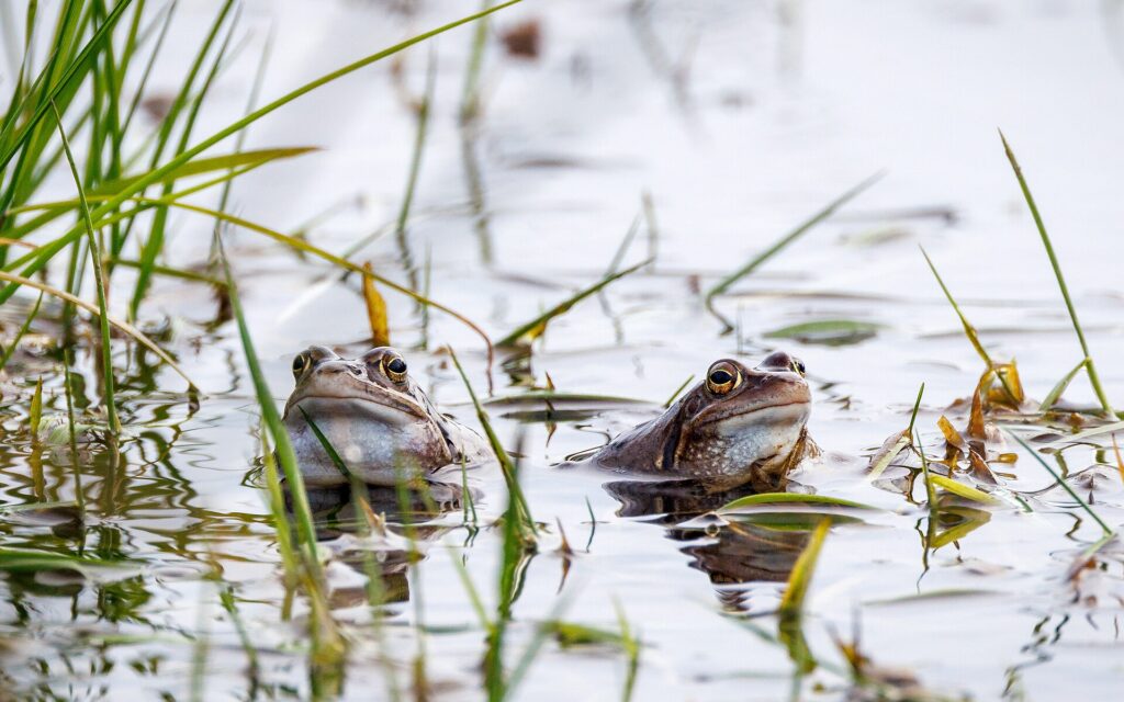 Moor_frogs