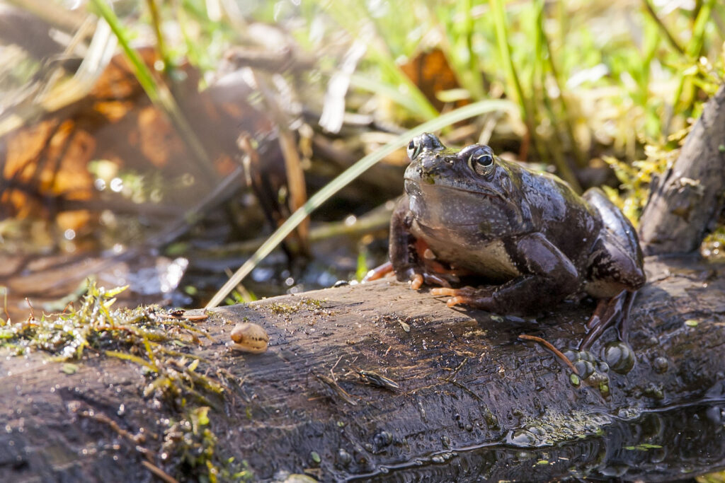 Moorfrosch_02