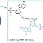 chem-circRNA-3