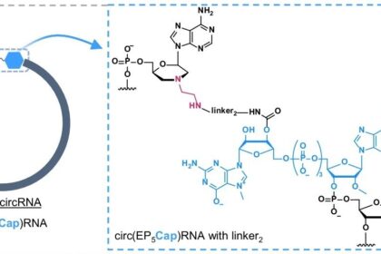 chem-circRNA-3