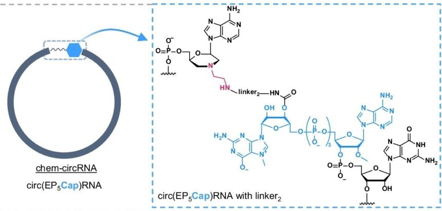 chem-circRNA-3