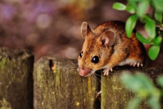 mouse-1708177_1280