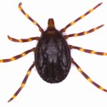 H.-marginatum-scaled.