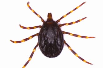 H.-marginatum-scaled.