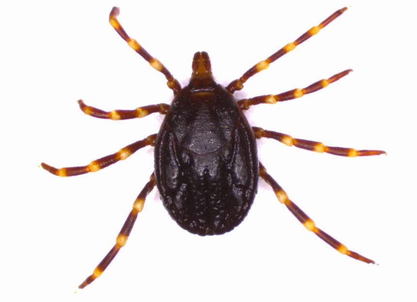 H.-marginatum-scaled.
