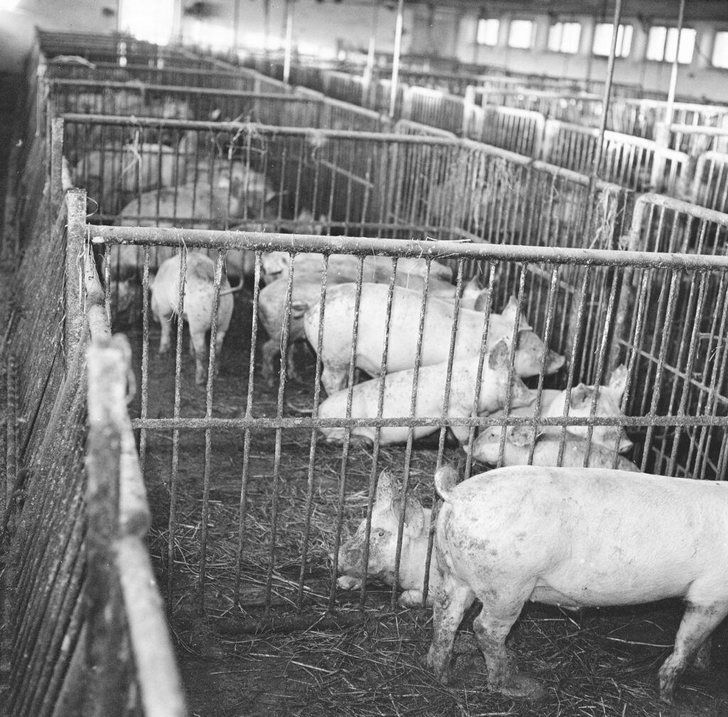 PIC_40-2-100-5_kontrast-scaled