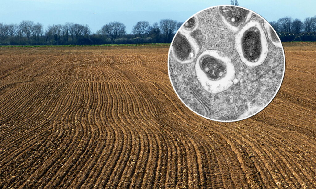 Niewidzialna większość. Jak bakterie glebowe mog...