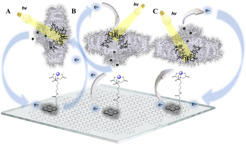 adfm72714-fig-0001-m