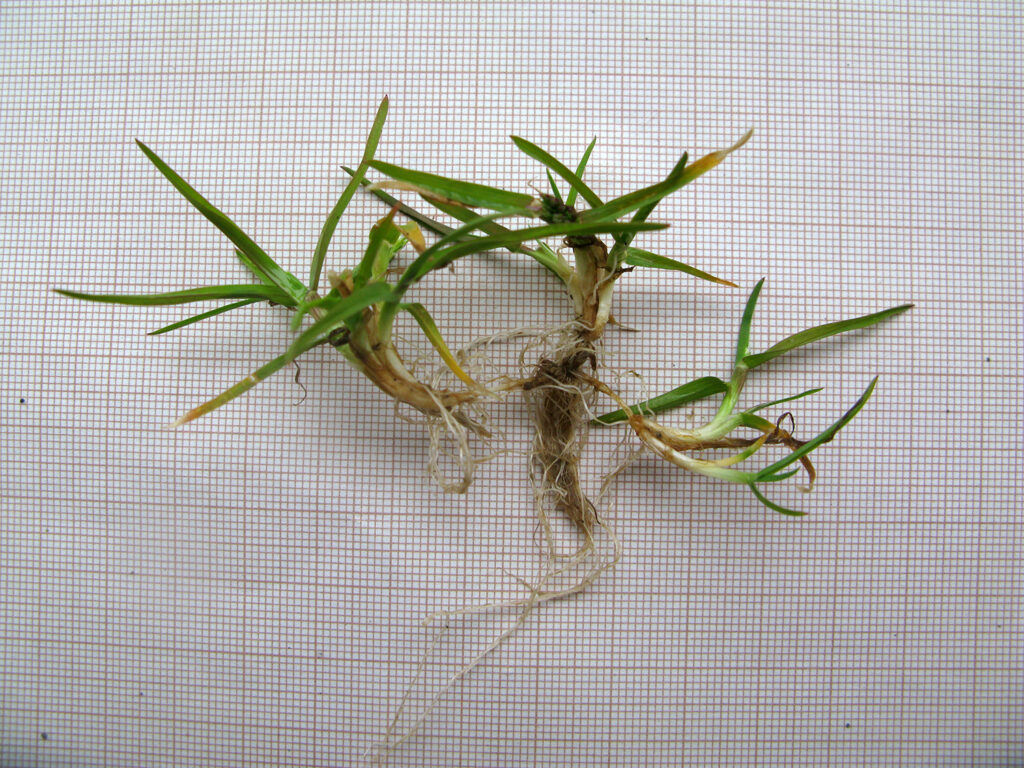 10_Poa_annua_stanowisko_5_korzenie_przybyszowe