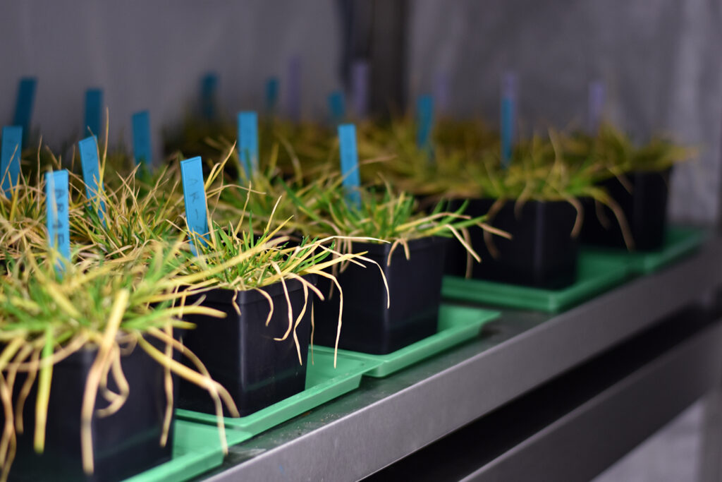 13_Poa_annua_uprawa_w_fitotronie-