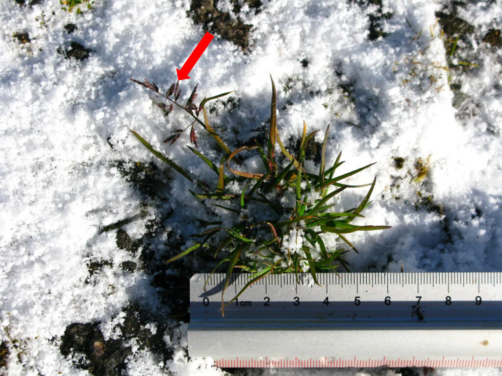 3b_Poa_annua_kwitnie_pod_sniegiem