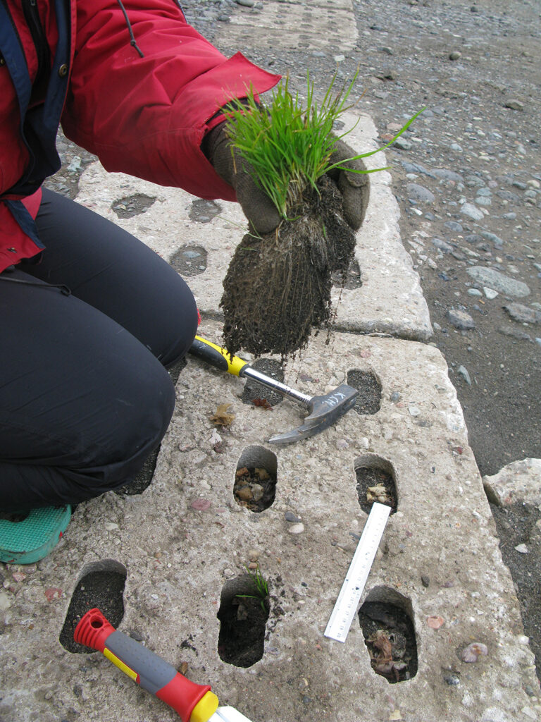 8_likwidacja_Poa_annua