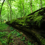 BIALOWIEZA_05