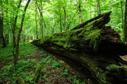 BIALOWIEZA_05