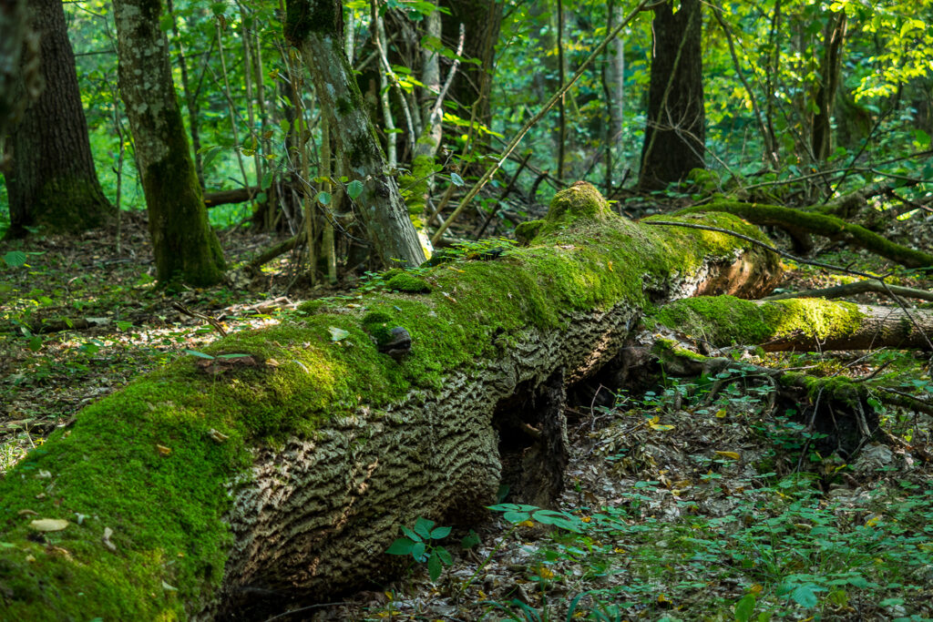 BIALOWIEZA_06
